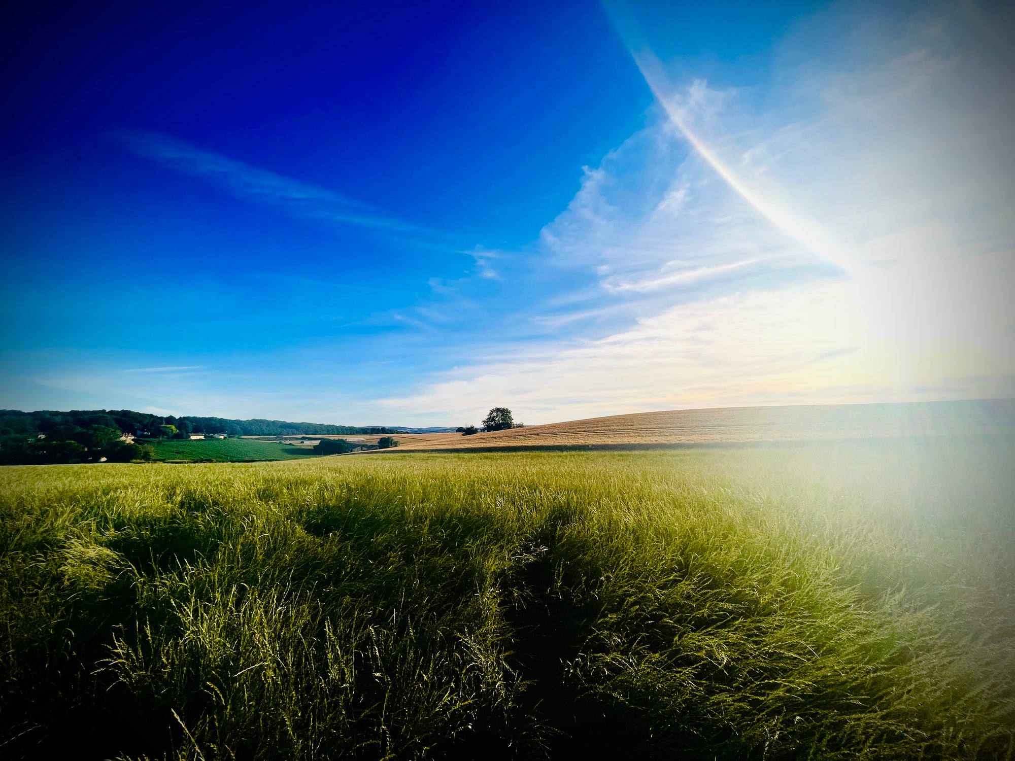 Image of a field