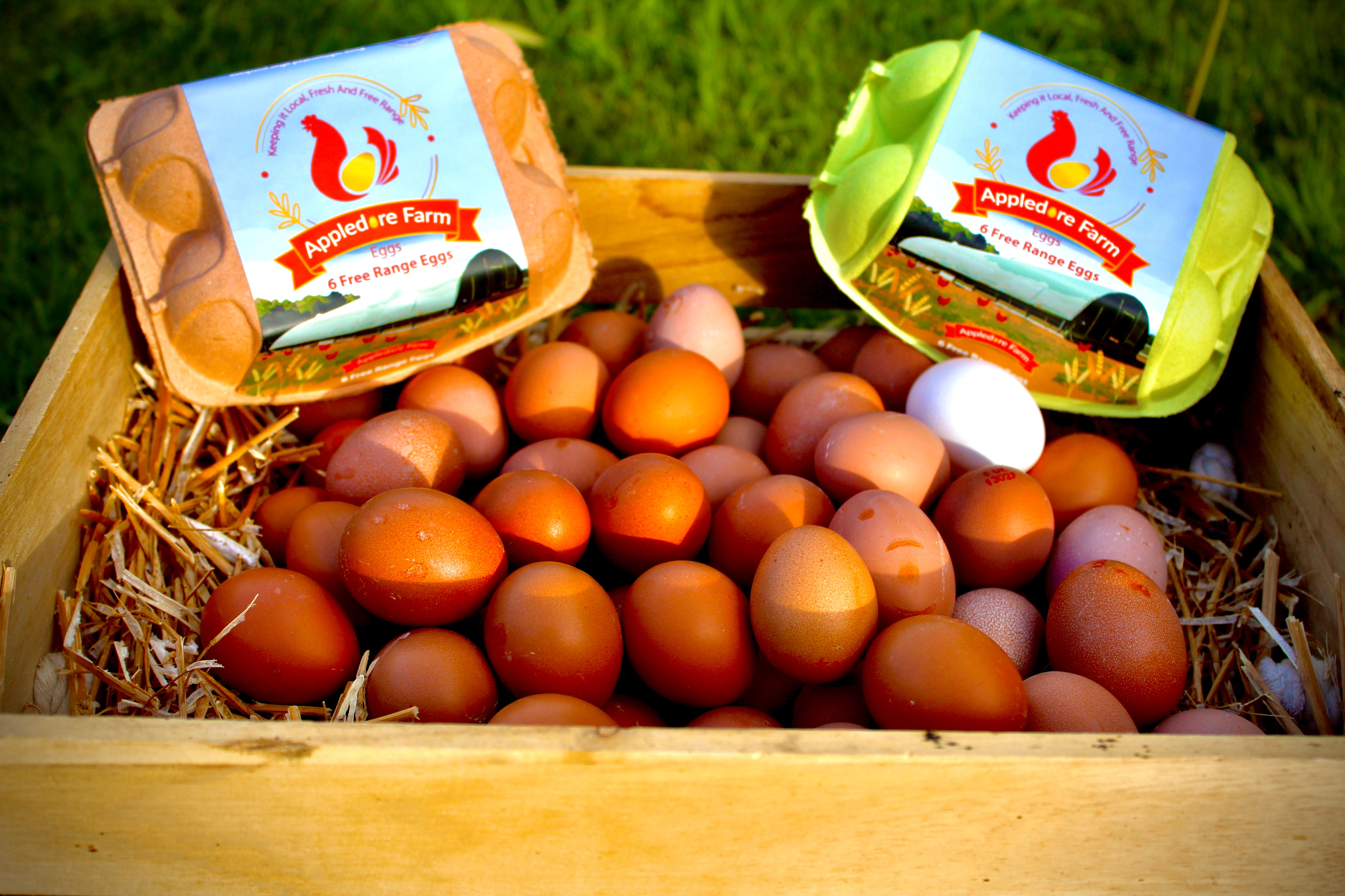 2 x tray of pullets Free Range Eggs (60 eggs) Appledore Farm Eggs
