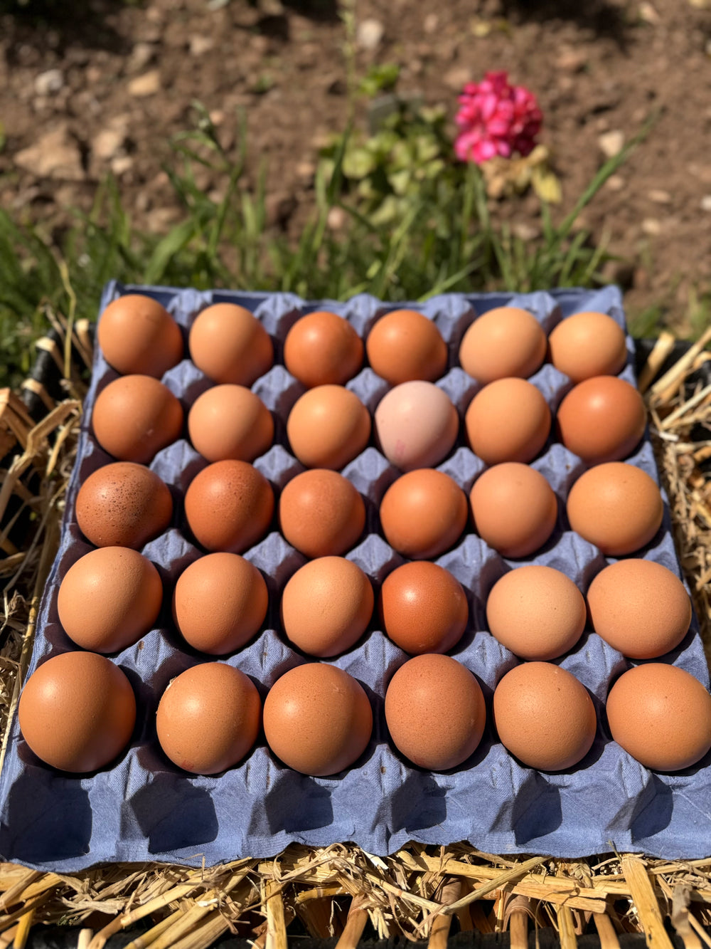 Medium tray of Free Range Eggs (30 eggs)