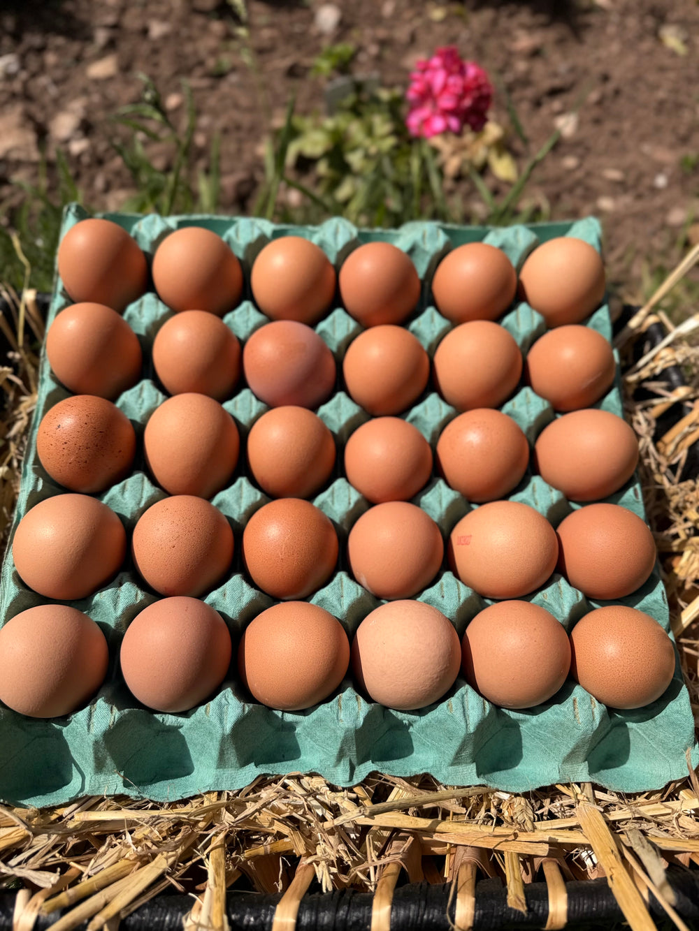 Large tray of Free Range Eggs (30 eggs)