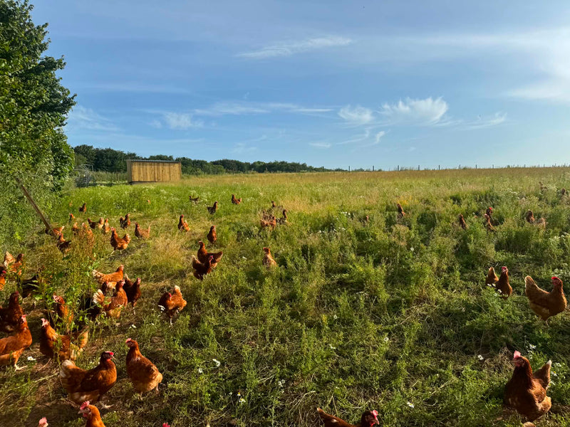 Free range hens at Appledore Farm