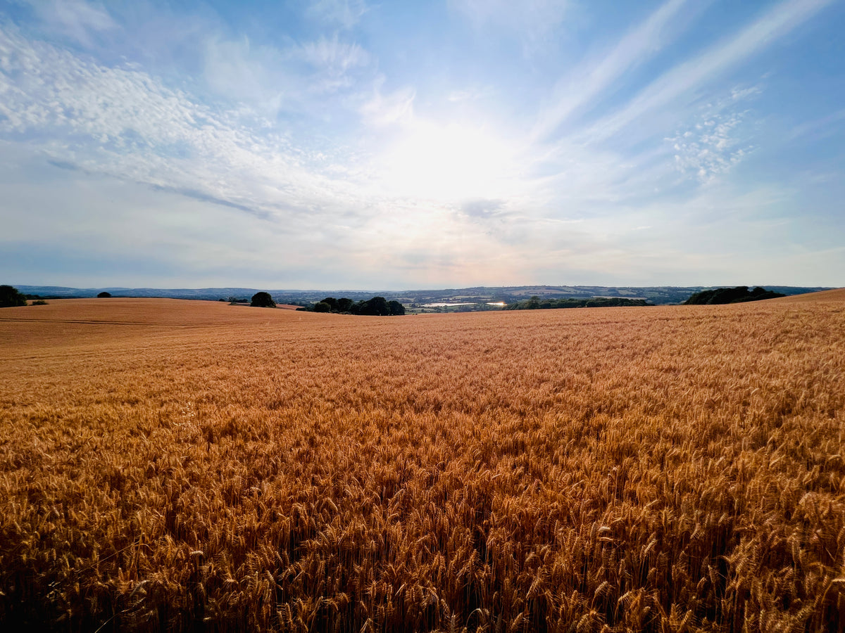 Grain grown for chicken feed at Appledore Farm