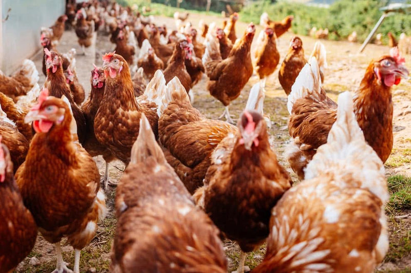 Appledore Farm free range hens