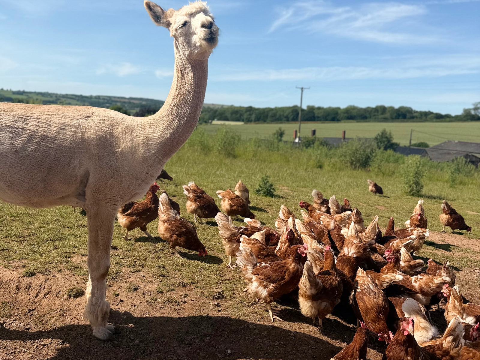 Free range hens at Appledore Farm