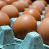 Large tray of Free Range Eggs (30 eggs)