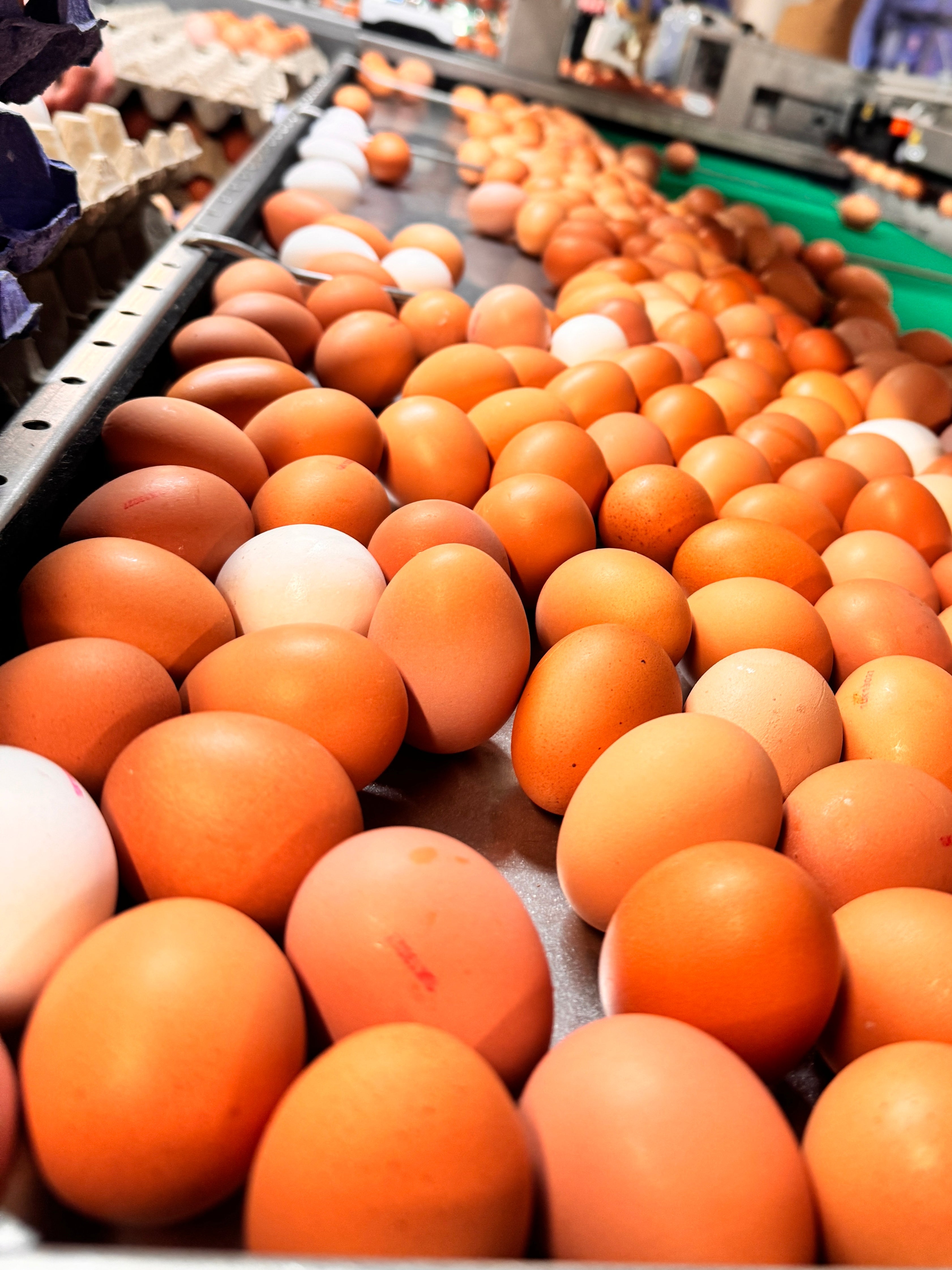 Fresh eggs on the packing line at Appledore Farm