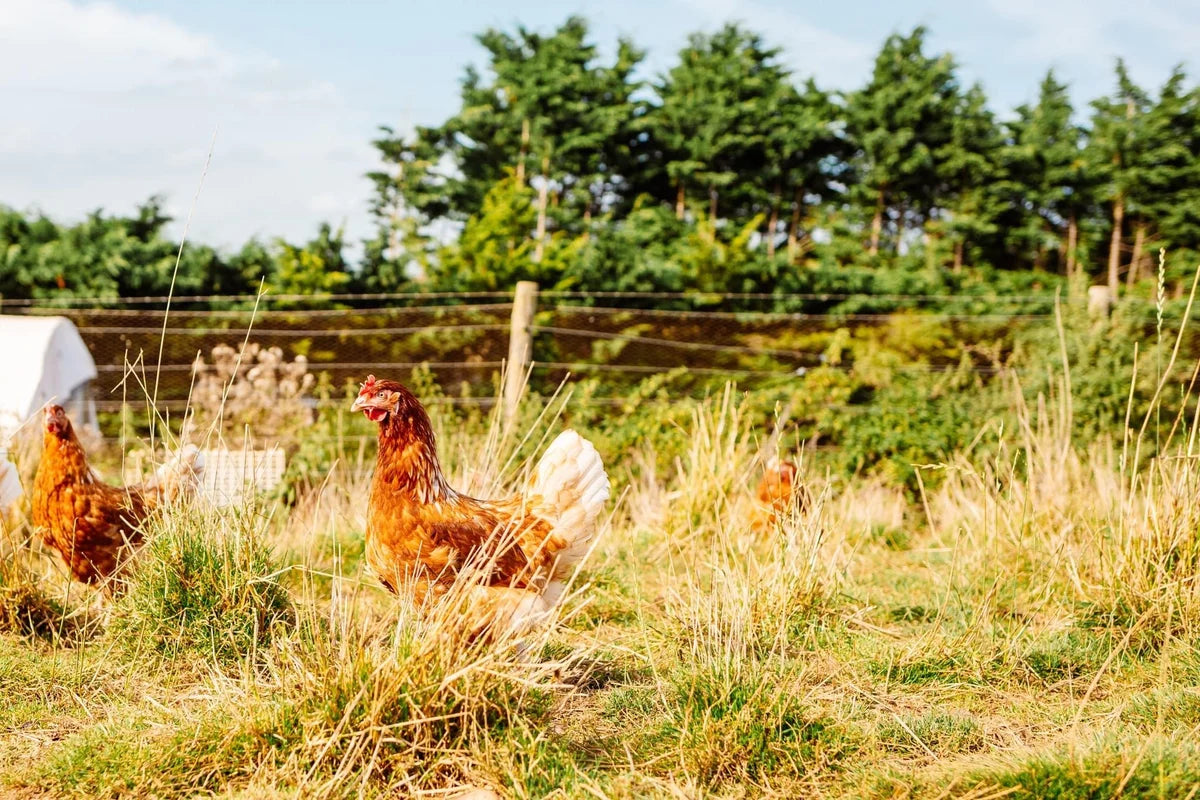 Appledore Farm free-range hens outdoors